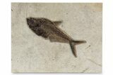 Exceptional Fossil Fish (Diplomystus) - Wyoming #342459-1